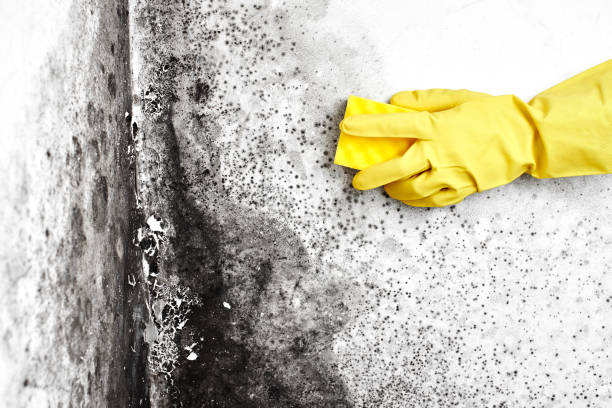 Trusted Lordsburg, NM Mold Removal Experts