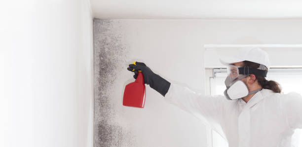Best Crawl Space Mold Removal  in Lordsburg, NM