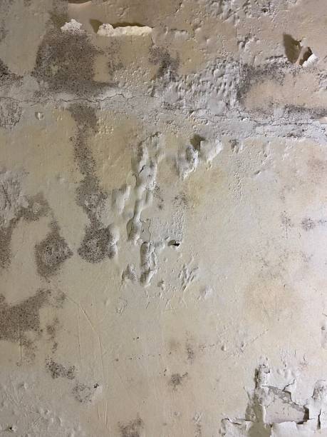 Best Mold Damage Repair  in Lordsburg, NM