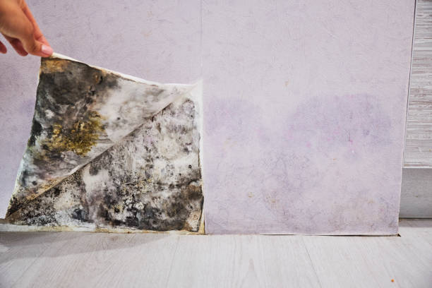 Best Commercial Mold Removal  in Lordsburg, NM